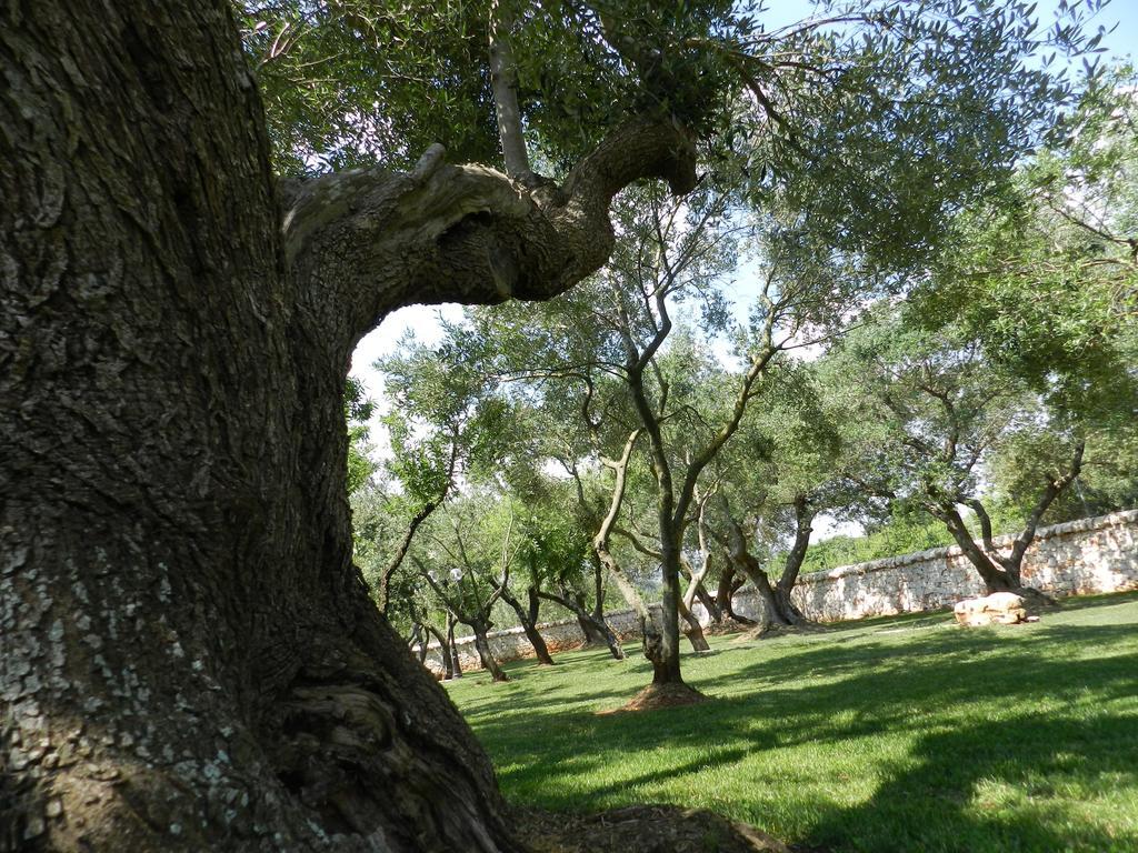 בית הארחה אלברובלו 	I Trulli Del Nonno Michele מראה חיצוני תמונה